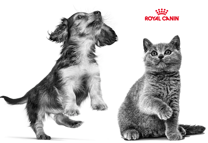 Un Pack Royal Canin Gratuit Pour Chien Et Chat Gratuitbe